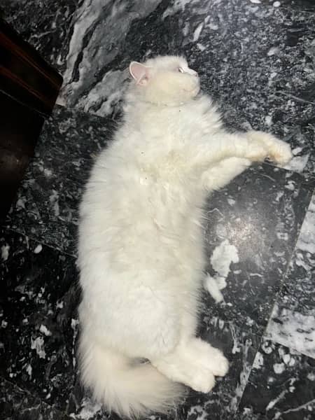 persian female Cat for Sale 13