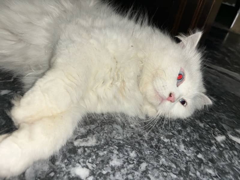 persian female Cat for Sale 14