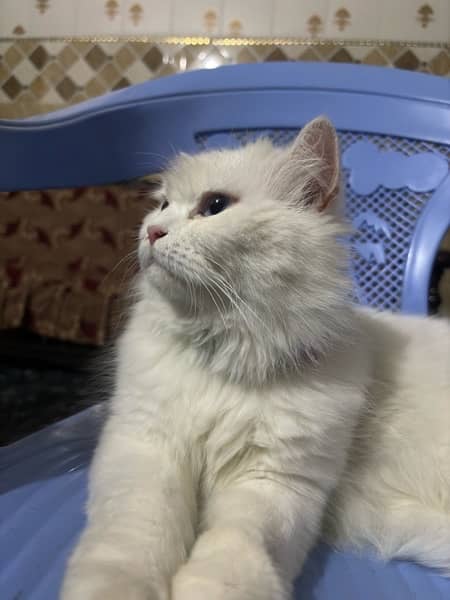 persian female Cat for Sale 15