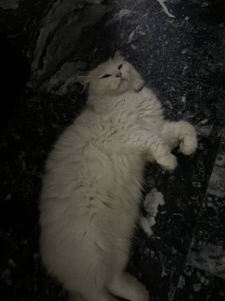 persian female Cat for Sale 16