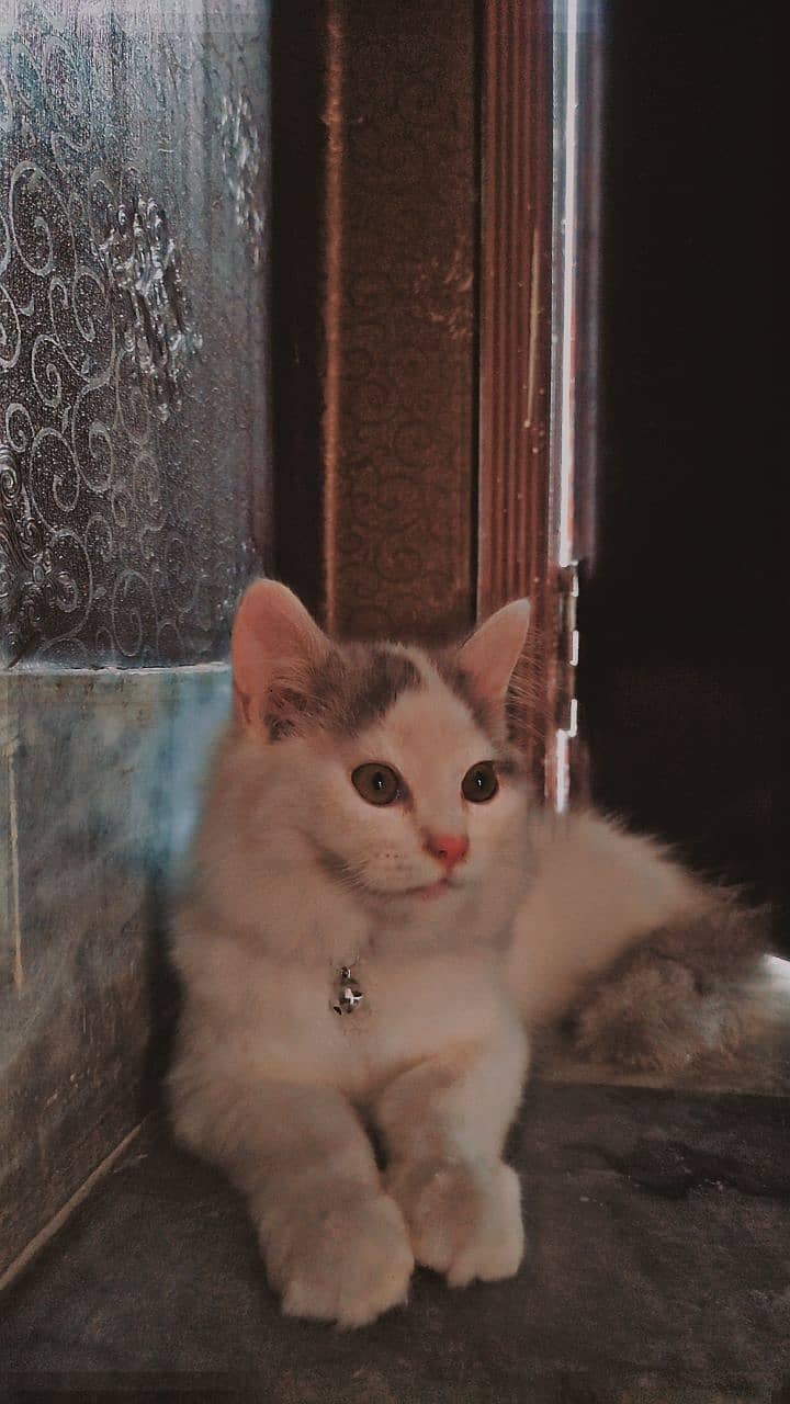 Persian Kitten 2