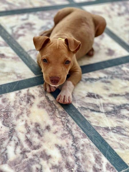 Pitbul Original home Breed Puppies for Sale 1