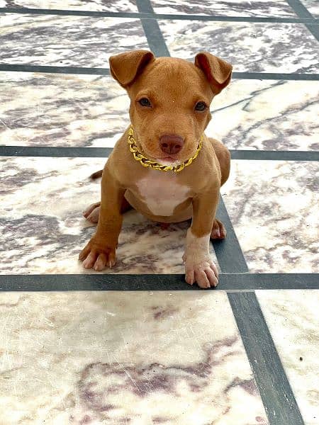 Pitbul Original home Breed Puppies for Sale 3