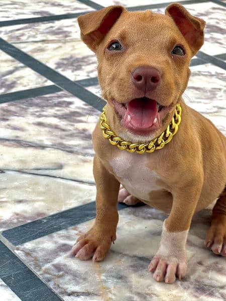 Pitbul Original home Breed Puppies for Sale 4