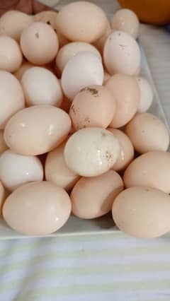 Desi Fertile Eggs دیسی انڈے