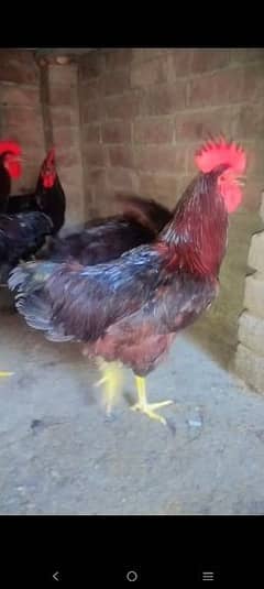 RiR Heritage Rhode island red Male available