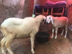 Dumba/Sheep for sale