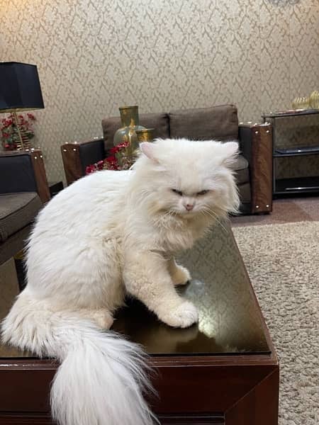 Male Cat Triple cout hair breeder male cat 3