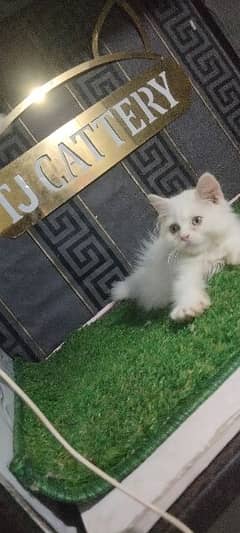 pure persian semi punch face male kitten