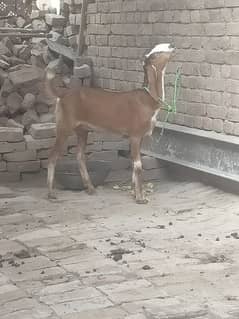 bakri for sale urgent