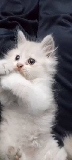 Persian Kitten