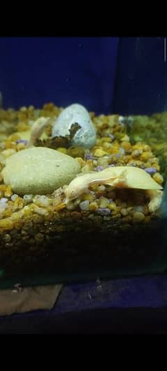 Albino softshell turtle