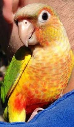 pineapple conure / love bird