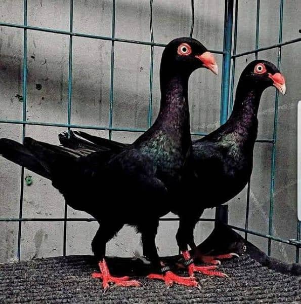 3 pair for sale Danish 2 pair black tail pair sherazi lahori 3