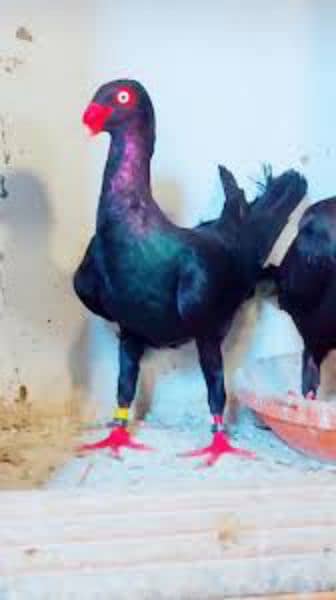 3 pair for sale Danish 2 pair black tail pair sherazi lahori 4