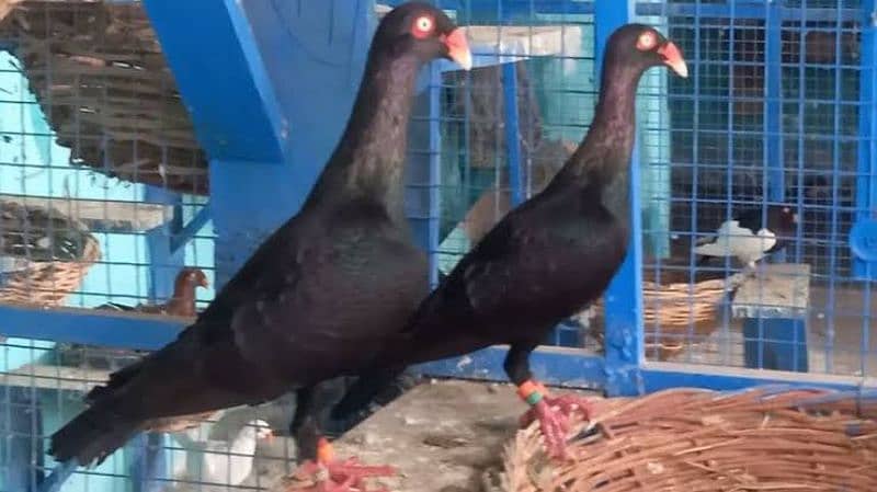 3 pair for sale Danish 2 pair black tail pair sherazi lahori 5