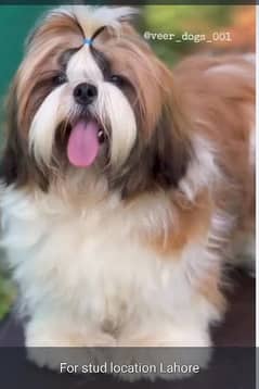 Shihtzu