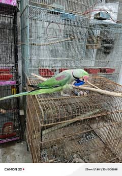 RAW PARROT (PAHARI TOTA) FOR SELL 0