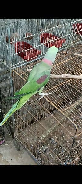 RAW PARROT (PAHARI TOTA) FOR SELL 1