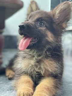 German shepherd puppy /long coat/male/gsd/longcoat/blackmask