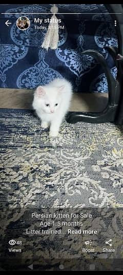 White persian kitten age 1.5 months