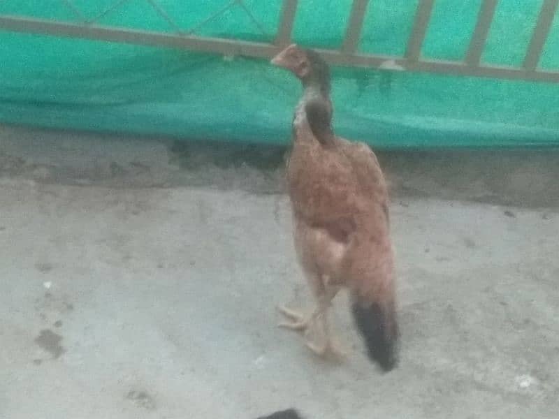 aseel, Sindhi, mianwali, astrolof, hen, cock, murghi 9