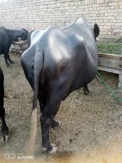 3. "Black Beauty Buffalo for Sale - بھینس براے سیل