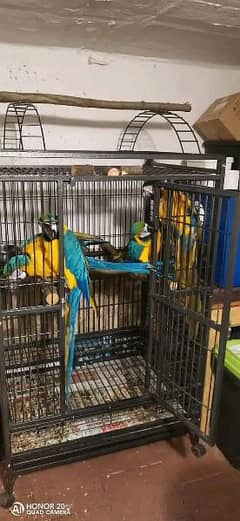 blue makao parrot cheeks for sale 03144646382