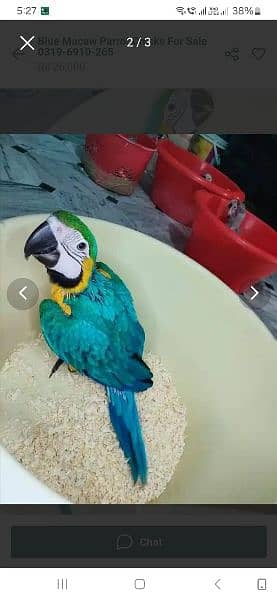 blue makao parrot cheeks for sale 03144646382 2