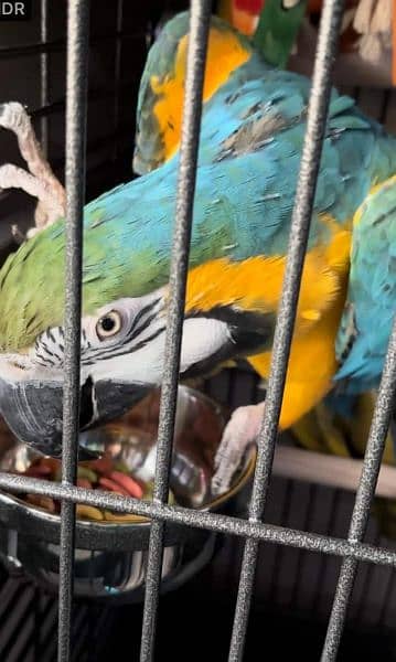 blue makao parrot cheeks for sale 03144646382 3