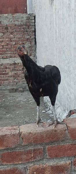 1 Aseel Cock 3 Hen and 11 Chiks Available 6