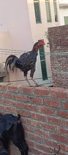 1 Aseel Cock 3 Hen and 11 Chiks Available 9