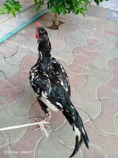 Aseel Mianwali Special Hen