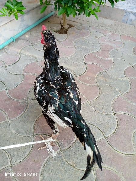 Aseel Mianwali Special Hen 0