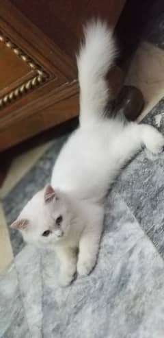 Persian kitten