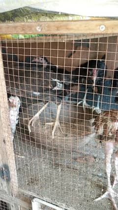 java Aseel chicks for sale