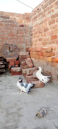 lakkay pigeons with baby pigeon