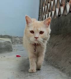 Female Light Brown colour Persian cat for sale 03137407020