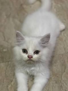 Triple coat Persian kittens For Sale.