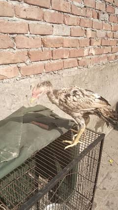 amroha 2 male or female 5 month age only 0