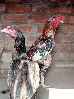 03097787723 Aseel hen's for sale Murga 5500