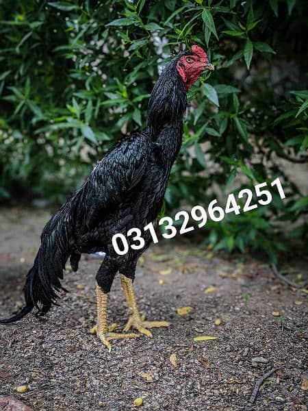 top Quality Black King Shamo chicks 1