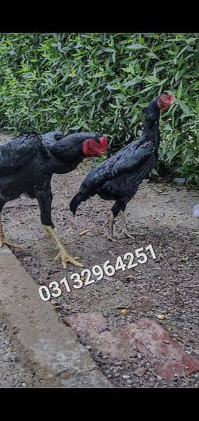 top Quality Black King Shamo chicks 2