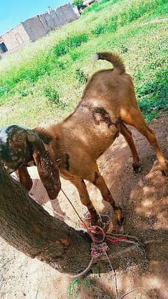 bakra forsale loc rawalpinfi