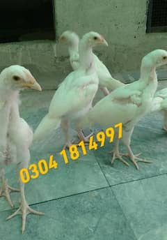 Heera Aseel Chicks paper White