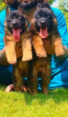 Double coat German Shepherd male and female age 2 month for sale