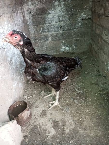 aseel hens or patchy forsale. . 03320578361 1