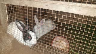 Rabbits 2 For sale