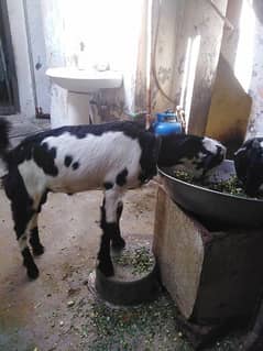 bakri or bacha for sale bacha teda hy achi bread ma