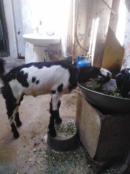 bakri or bacha for sale bacha teda hy achi bread ma 0